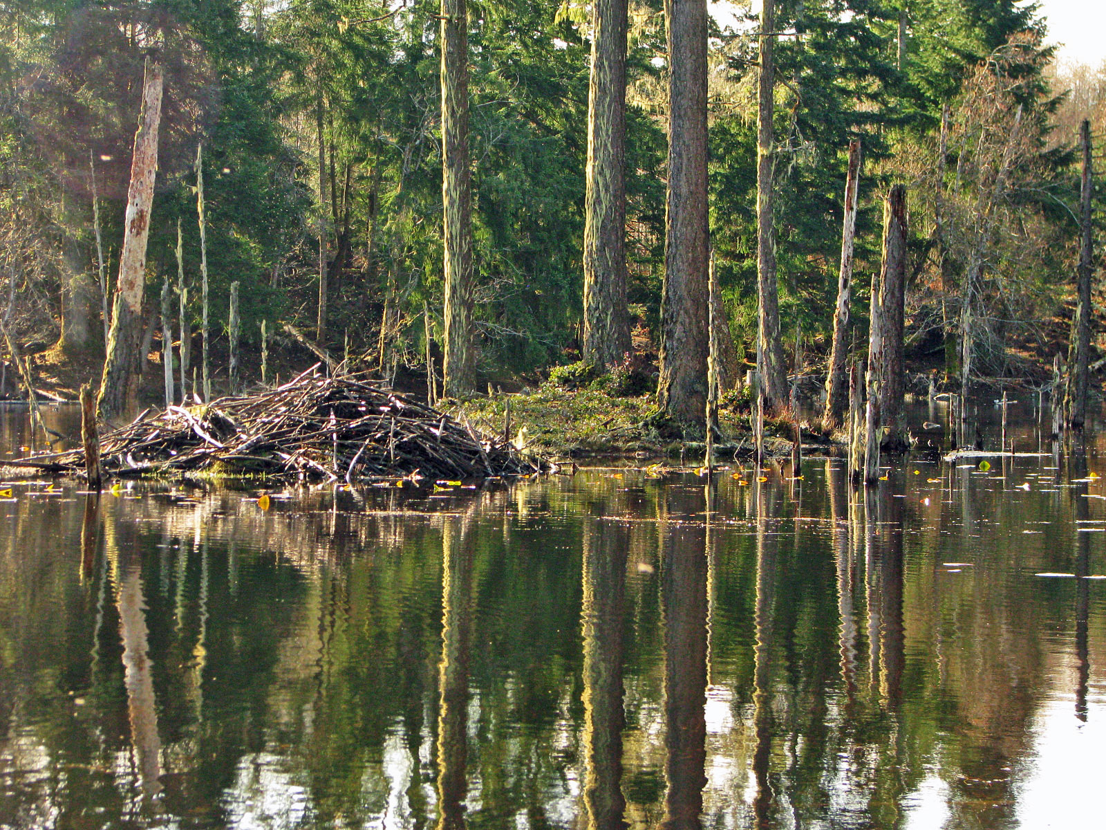 Beaver lodge on the upper pond