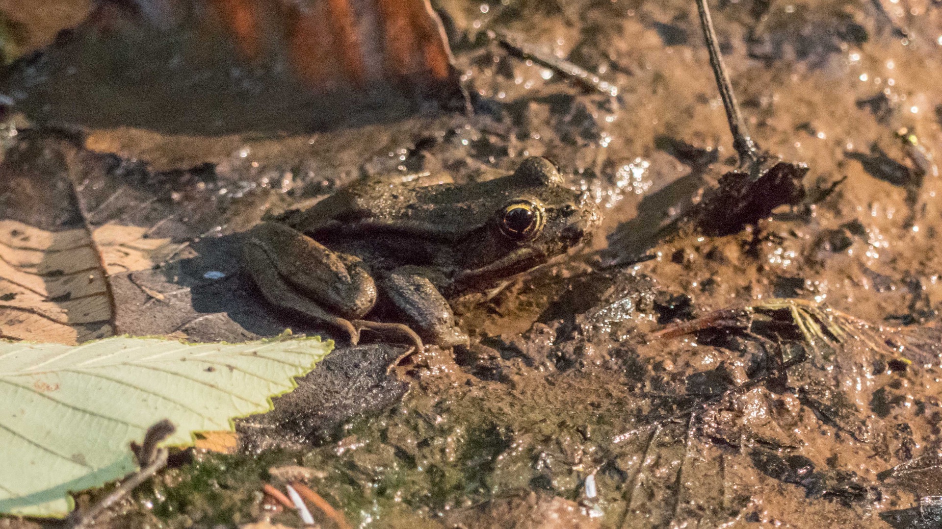 Northern Red-Legged Frog in the mud beside the pond