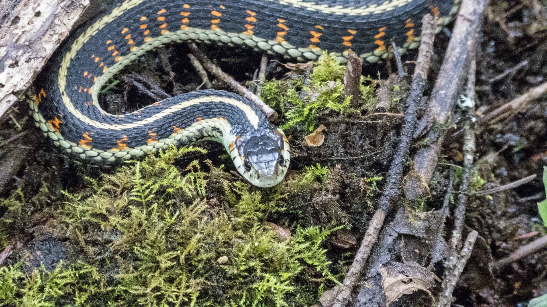 Garter snake resting on moss among branches