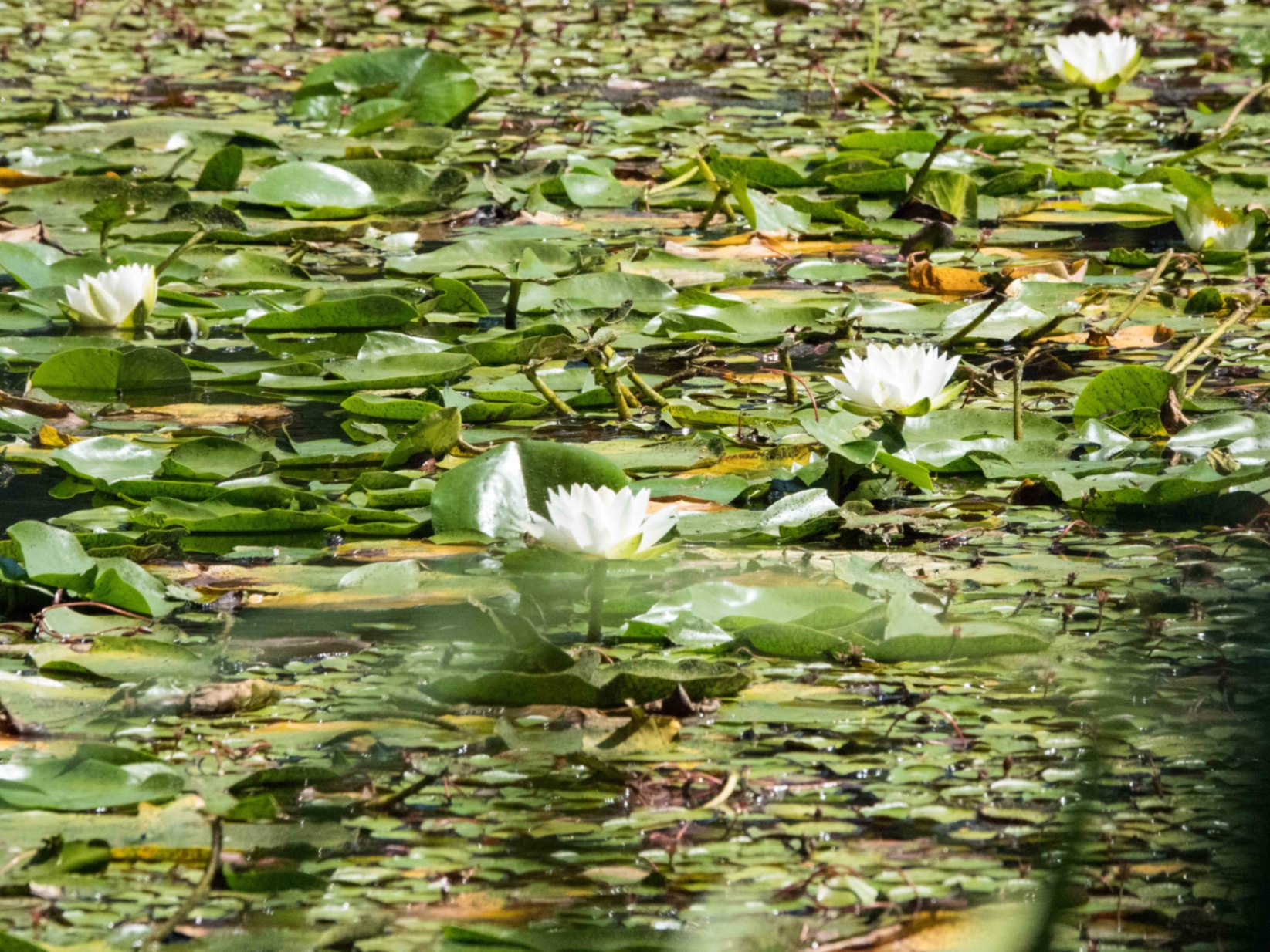Water lilies on the Burde Street Ponds