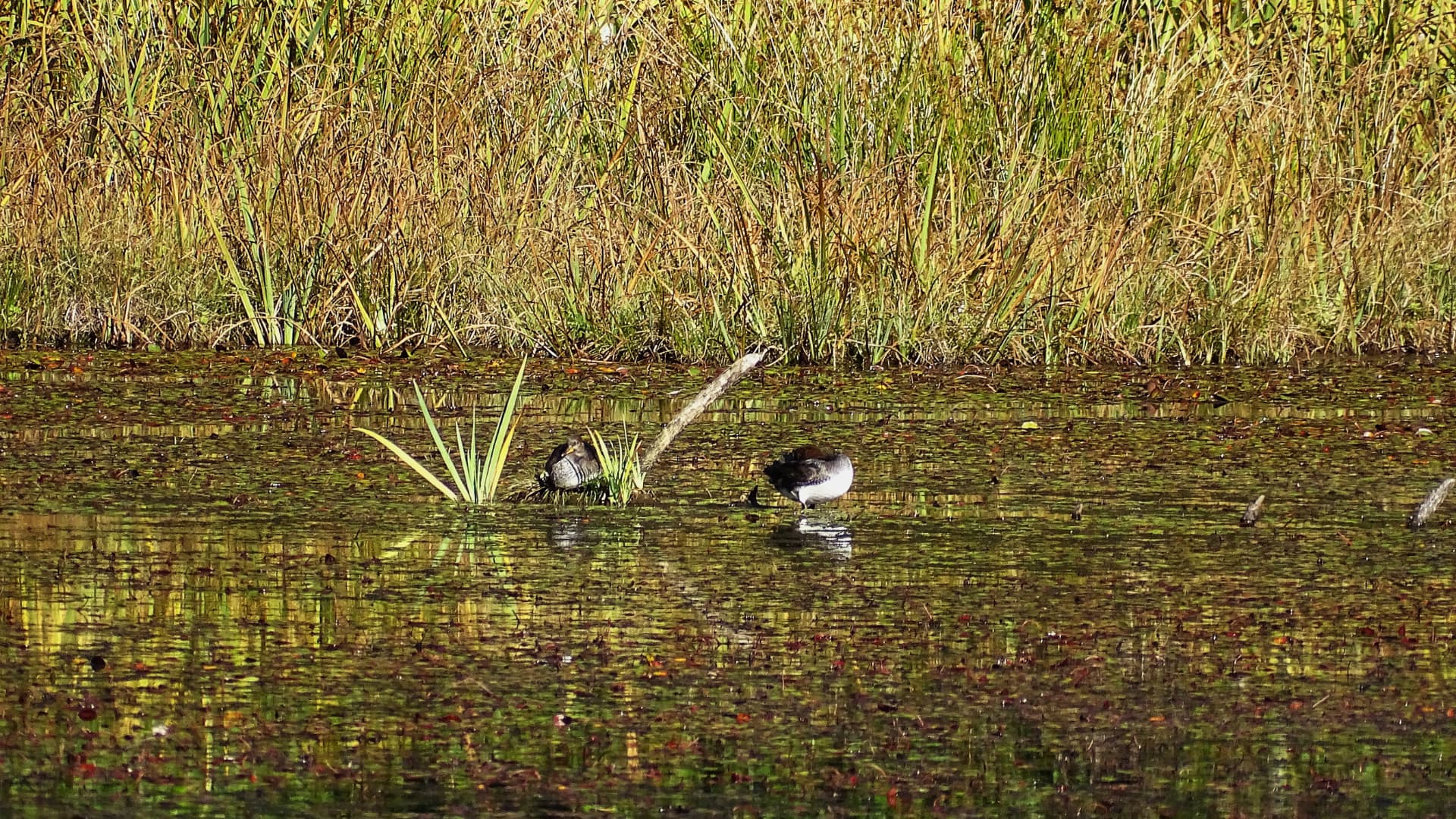 Two ducks resting among aquatic plants in the pond