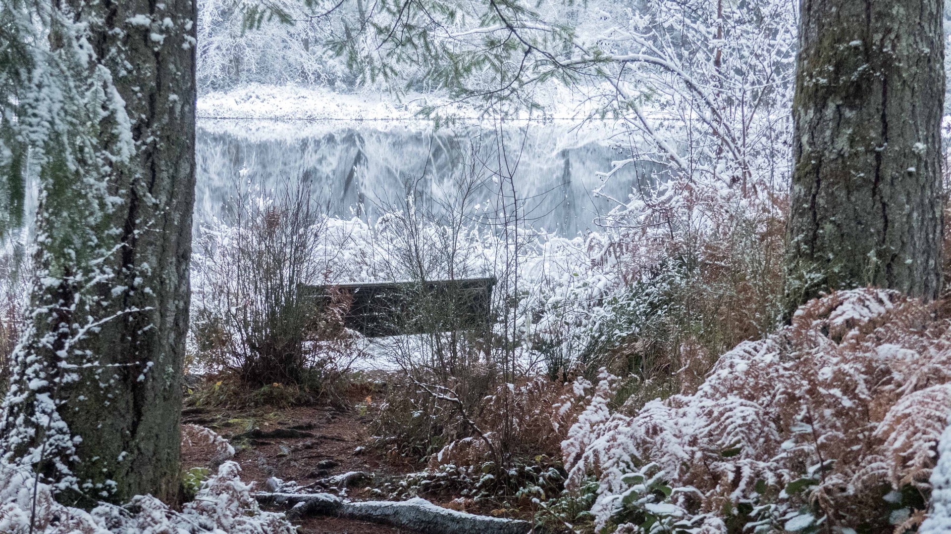 Snow-covered trees beside the pond in winter