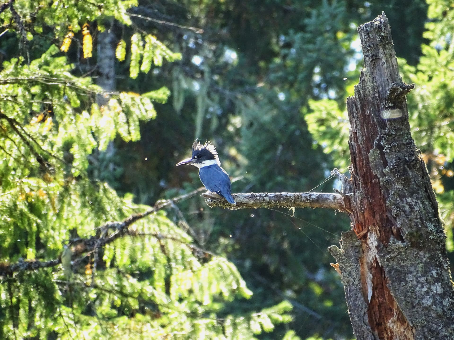 Belted Kingfisher perched on a bare branch