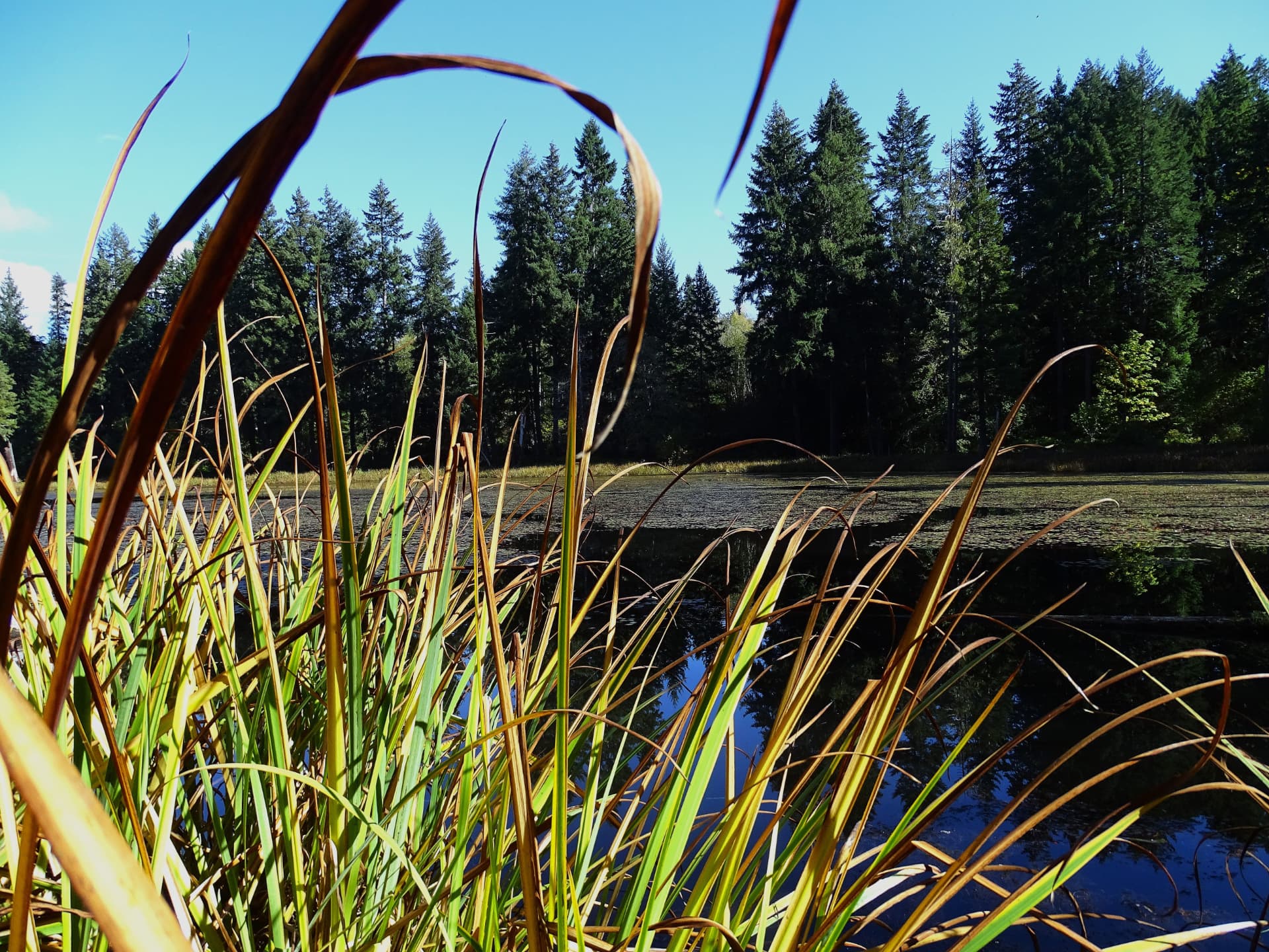 Marsh grasses in the foreground overlooking a calm pond backed by evergreen forest