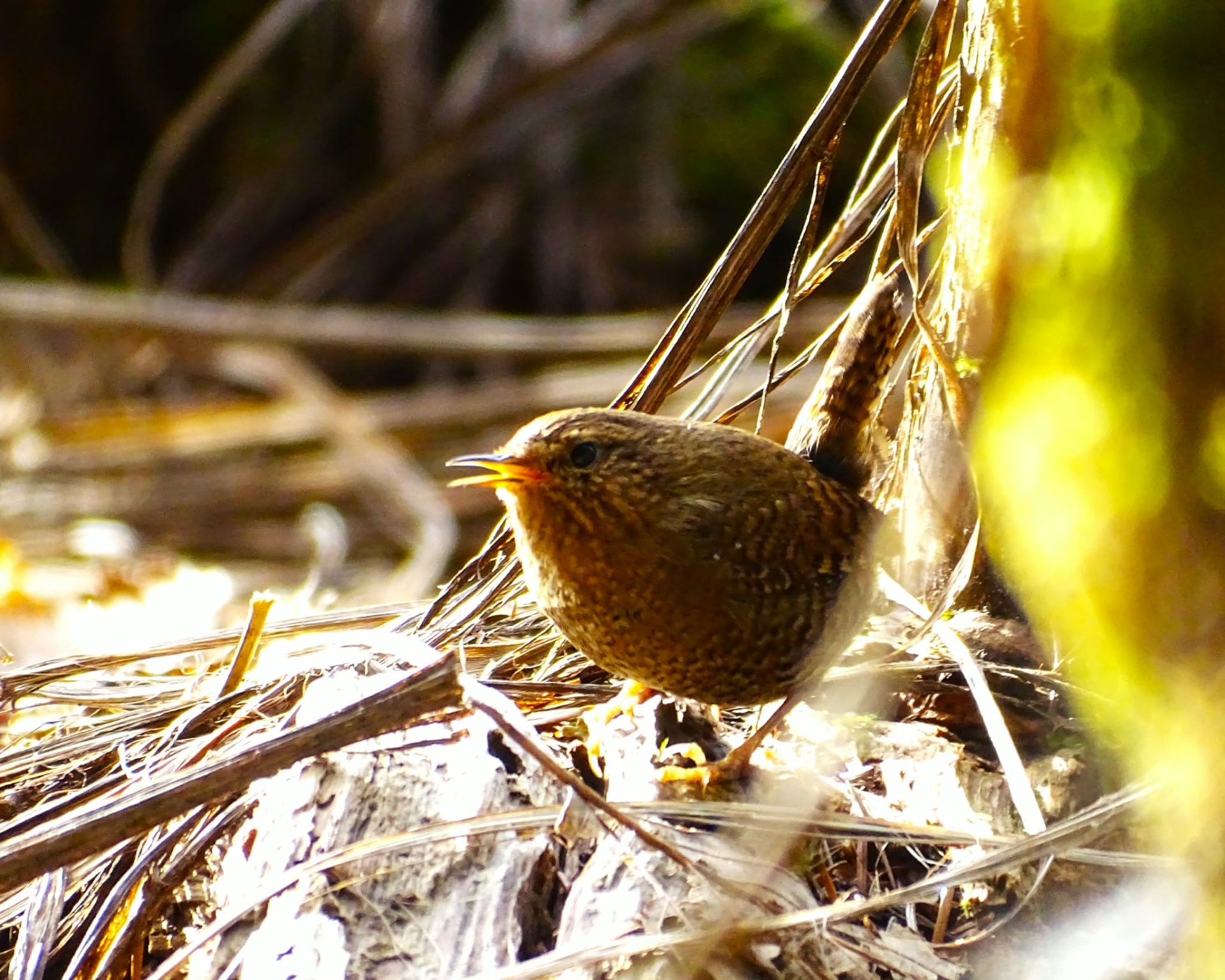 Pacific Wren calling among dry twigs in a sunlit forest understory