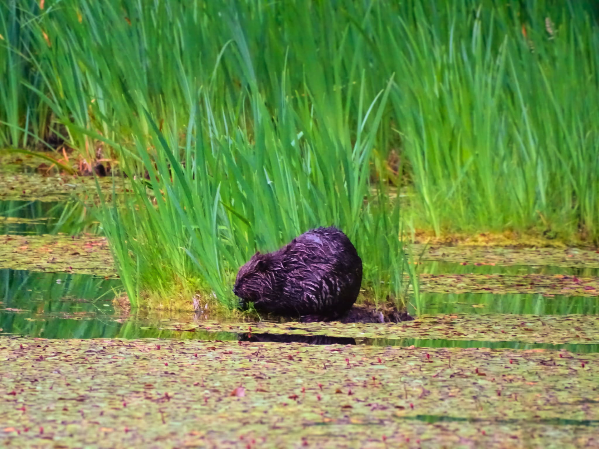 Beaver at the edge of a grassy mound in the pond
