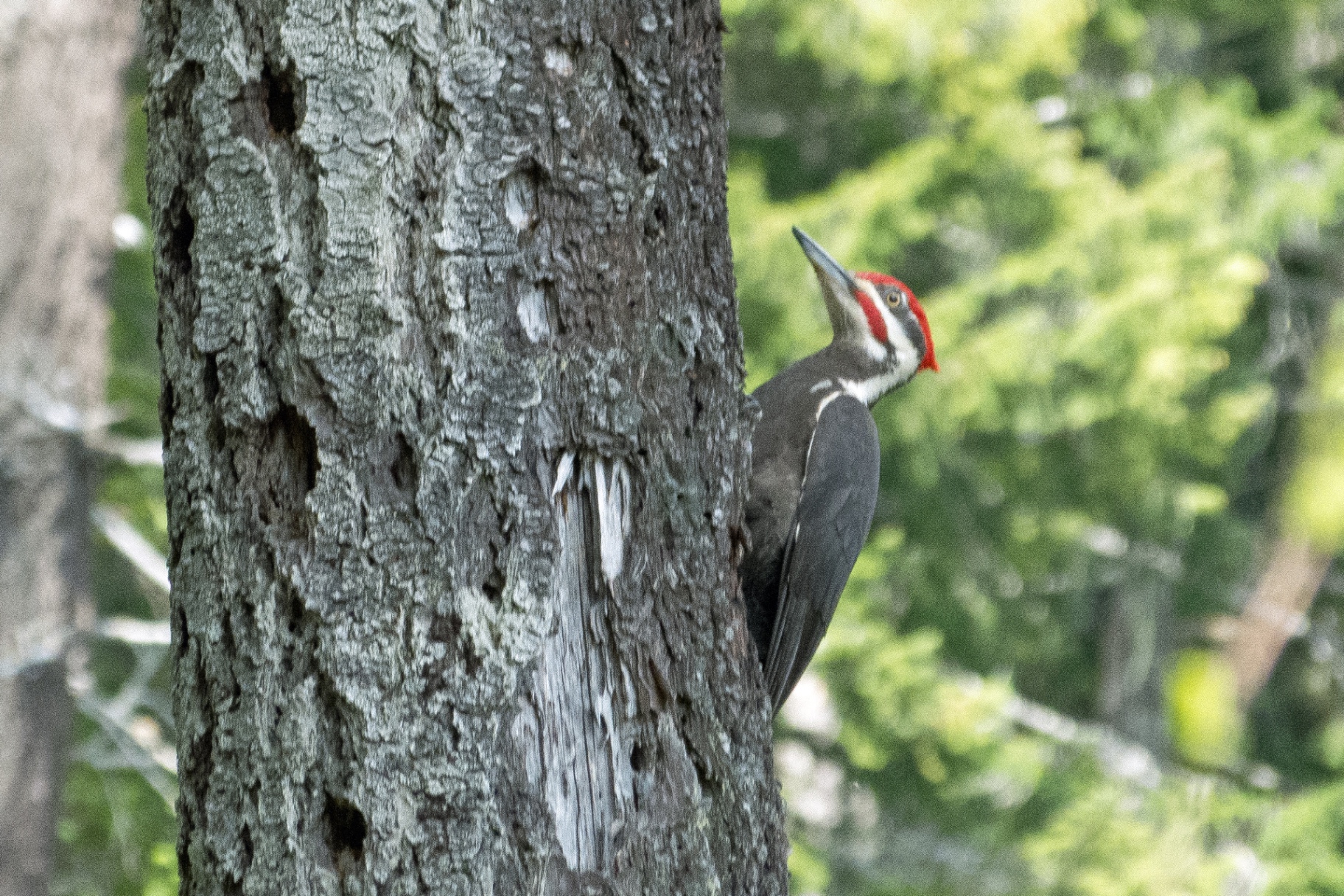 Woodpecker on the trunk of a tree beside the ponds