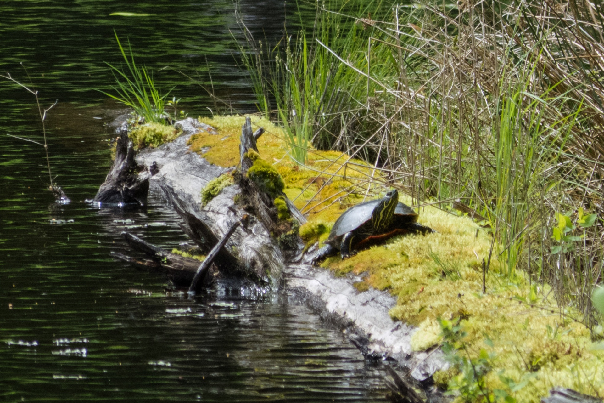 Western Painted Turtle basking on a mossy log beside the pond