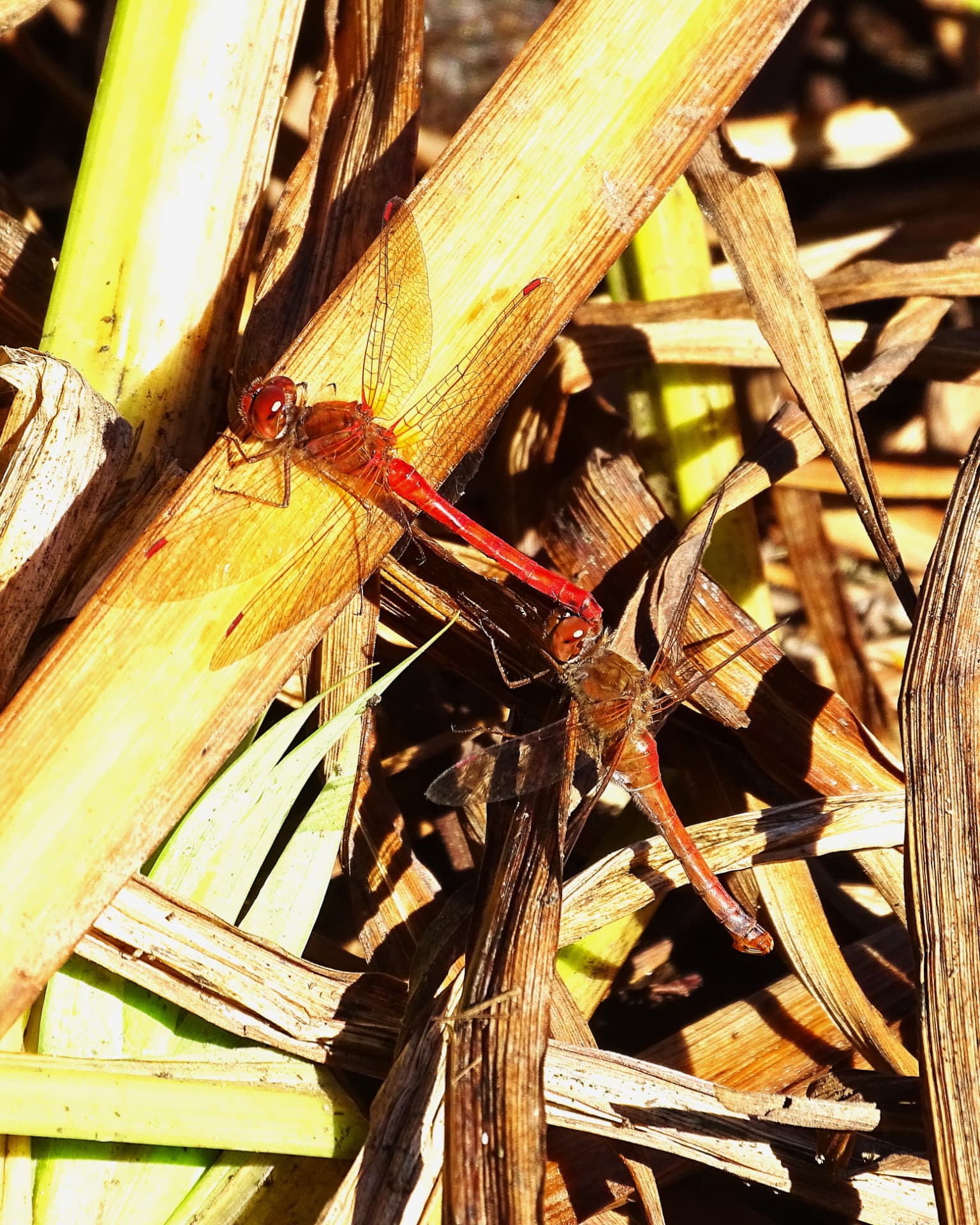 Pair of red dragonflies mating on dry marsh reed stalks