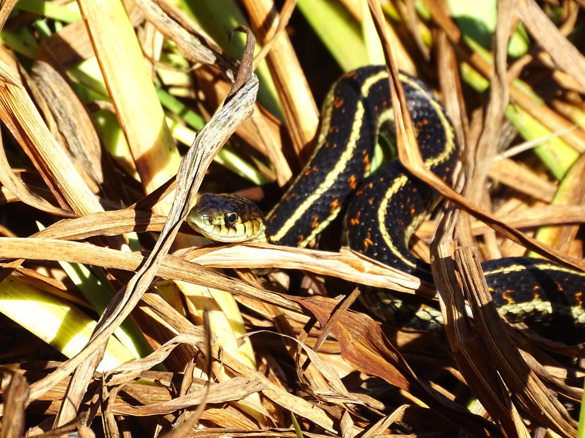 Garter snake weaving through dry reeds with its head raised
