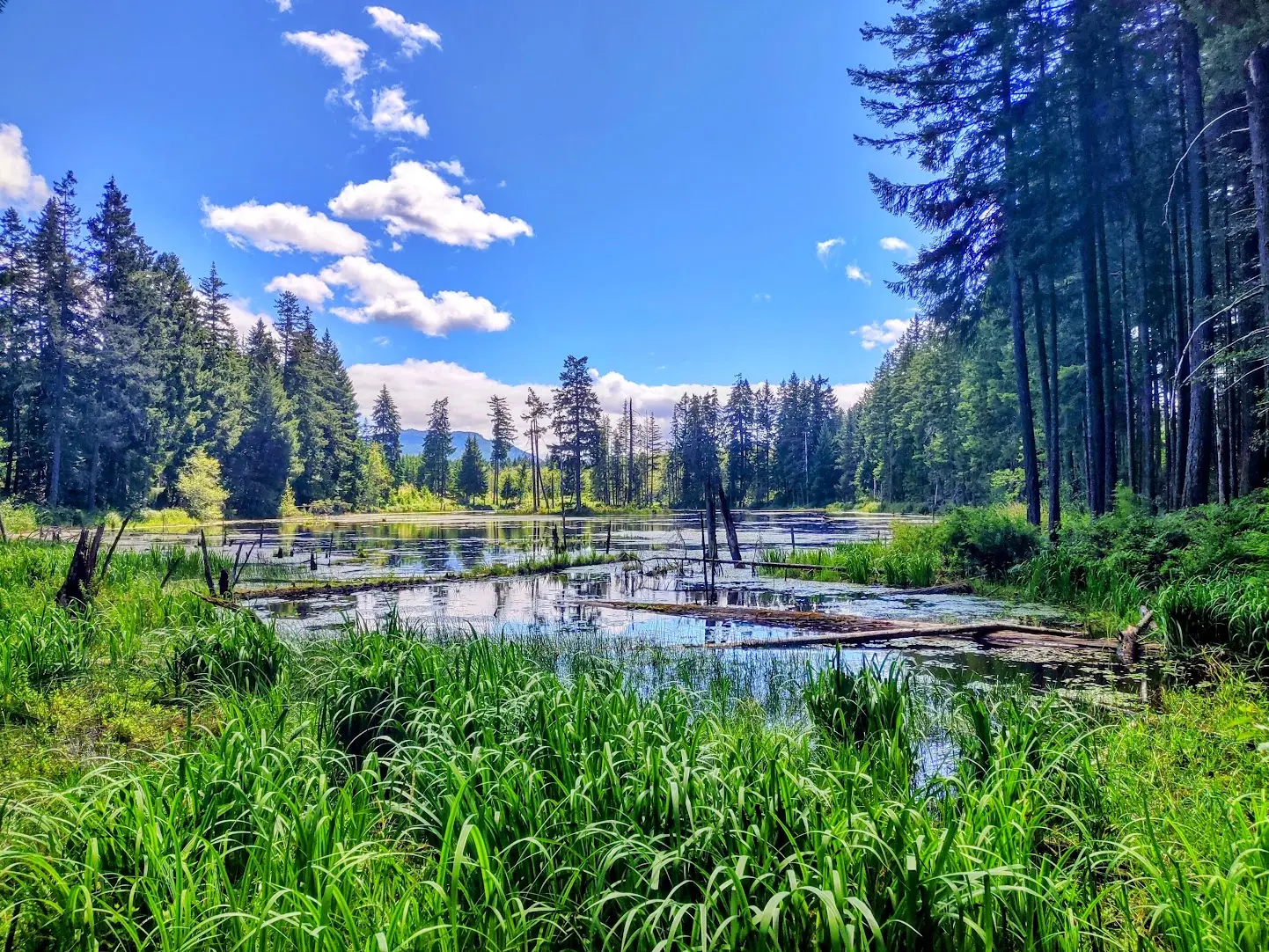The upper pond at the Burde Beaver Ponds