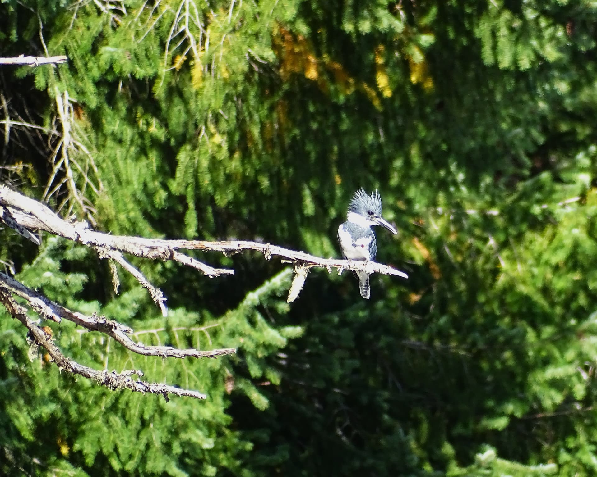 Belted Kingfisher perched on a dead limb in the sun