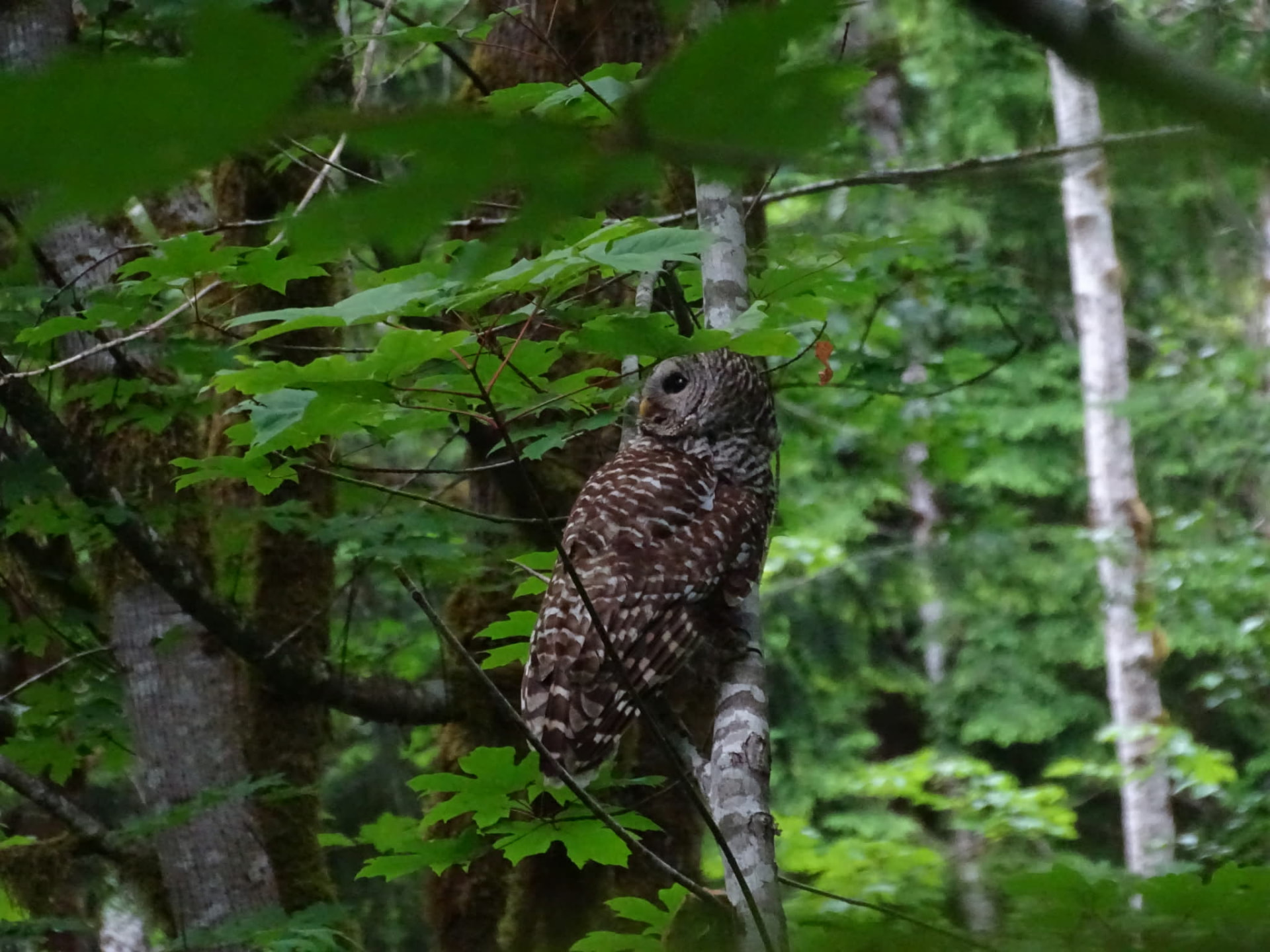 Barred Owl perched on a tree trunk in dense green forest